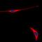 Ret Proto-Oncogene antibody, orb304549, Biorbyt, Immunofluorescence image 