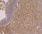 DANCE antibody, NBP2-76929, Novus Biologicals, Immunohistochemistry frozen image 