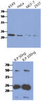 CASP2 And RIPK1 Domain Containing Adaptor With Death Domain antibody, MBS200316, MyBioSource, Western Blot image 