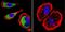 Clathrin Heavy Chain antibody, GTX22731, GeneTex, Immunofluorescence image 