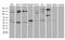 TERF1 Interacting Nuclear Factor 2 antibody, M03070, Boster Biological Technology, Western Blot image 