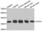 mATH1 antibody, PA5-76016, Invitrogen Antibodies, Western Blot image 