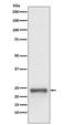 Ubiquitin D antibody, M01970, Boster Biological Technology, Western Blot image 