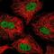 Zinc Finger Protein 618 antibody, PA5-66417, Invitrogen Antibodies, Immunofluorescence image 