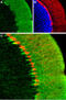 Hyperpolarization Activated Cyclic Nucleotide Gated Potassium Channel 1 antibody, GTX54823, GeneTex, Immunohistochemistry frozen image 