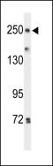 Protein Tyrosine Phosphatase Receptor Type D antibody, LS-B9625, Lifespan Biosciences, Western Blot image 