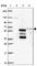 TBK1 Binding Protein 1 antibody, HPA064856, Atlas Antibodies, Western Blot image 