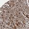 RT23 antibody, NBP1-84518, Novus Biologicals, Immunohistochemistry paraffin image 