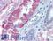 Aminoadipate Aminotransferase antibody, LS-A9492, Lifespan Biosciences, Immunohistochemistry frozen image 