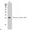 Olfactory receptor, family 7, subfamily E, member 5 pseudogene antibody, LS-C813470, Lifespan Biosciences, Western Blot image 