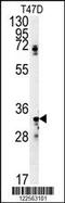 Siah E3 Ubiquitin Protein Ligase 2 antibody, MBS9201707, MyBioSource, Western Blot image 