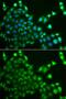Cbl Proto-Oncogene C antibody, PA5-76268, Invitrogen Antibodies, Immunofluorescence image 