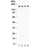Hexokinase Domain Containing 1 antibody, R32256, NSJ Bioreagents, Western Blot image 