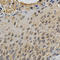 Mitogen-Activated Protein Kinase 10 antibody, LS-C331905, Lifespan Biosciences, Immunohistochemistry frozen image 