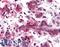 R-Spondin 1 antibody, LS-B4605, Lifespan Biosciences, Immunohistochemistry frozen image 