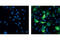c-Myc antibody, 2279S, Cell Signaling Technology, Immunofluorescence image 