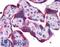 Autophagy Related 5 antibody, LS-B4678, Lifespan Biosciences, Immunohistochemistry frozen image 