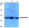 Spindlin 1 antibody, PA5-36363, Invitrogen Antibodies, Western Blot image 