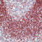 CD79a antibody, LS-C88120, Lifespan Biosciences, Immunohistochemistry frozen image 