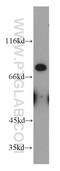 Melanotransferrin antibody, 10428-1-AP, Proteintech Group, Western Blot image 