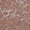 Small G Protein Signaling Modulator 3 antibody, HPA048980, Atlas Antibodies, Immunohistochemistry paraffin image 