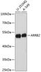 Arrestin Beta 2 antibody, GTX64830, GeneTex, Western Blot image 