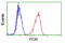 Cytochrome P450 Oxidoreductase antibody, GTX83854, GeneTex, Flow Cytometry image 