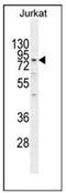 Engulfment and cell motility protein 2 antibody, AP51418PU-N, Origene, Western Blot image 