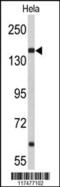 Nucleoporin 153 antibody, 63-785, ProSci, Western Blot image 