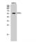 Chromodomain Y Like 2 antibody, LS-C382630, Lifespan Biosciences, Western Blot image 