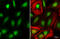 SIN3 Transcription Regulator Family Member A antibody, GTX129156, GeneTex, Immunocytochemistry image 
