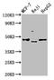 Serpin Family A Member 11 antibody, LS-C674633, Lifespan Biosciences, Western Blot image 