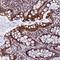 GTPase, IMAP Family Member 1 antibody, NBP1-91940, Novus Biologicals, Immunohistochemistry frozen image 