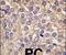 Interleukin 1 Receptor Like 2 antibody, PA5-13368, Invitrogen Antibodies, Immunohistochemistry frozen image 