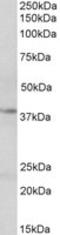 Cyclic AMP-responsive element-binding protein 1 antibody, TA320216, Origene, Western Blot image 