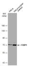 Far Upstream Element Binding Protein 1 antibody, GTX115154, GeneTex, Western Blot image 