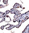 Interleukin 9 Receptor antibody, LS-C165215, Lifespan Biosciences, Immunohistochemistry paraffin image 