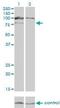 HGS antibody, H00009146-M01, Novus Biologicals, Western Blot image 