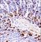 Protein Kinase C Beta antibody, LS-C164547, Lifespan Biosciences, Immunohistochemistry paraffin image 