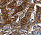 ATP Binding Cassette Subfamily C Member 5 antibody, LS-C332329, Lifespan Biosciences, Immunohistochemistry frozen image 