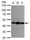 Asporin antibody, GTX104790, GeneTex, Western Blot image 
