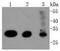 Cyclin Dependent Kinase 4 antibody, A00159, Boster Biological Technology, Western Blot image 