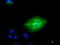 Tubulin Tyrosine Ligase Like 12 antibody, TA500778, Origene, Immunofluorescence image 