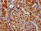 GS Homeobox 2 antibody, LS-C680568, Lifespan Biosciences, Immunohistochemistry paraffin image 