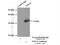 Nucleolar Protein 12 antibody, 15456-1-AP, Proteintech Group, Immunoprecipitation image 