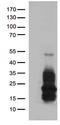 Heparin Binding EGF Like Growth Factor antibody, LS-C792996, Lifespan Biosciences, Western Blot image 