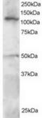Helicase Like Transcription Factor antibody, TA302613, Origene, Western Blot image 