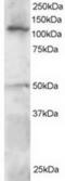 P113 antibody, TA302613, Origene, Western Blot image 