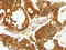 COX7B antibody, CSB-PA299234, Cusabio, Immunohistochemistry paraffin image 
