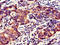 GDNF Family Receptor Alpha Like antibody, LS-C399399, Lifespan Biosciences, Immunohistochemistry paraffin image 